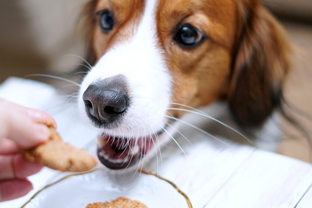 dog gets a peanut butter cookie.